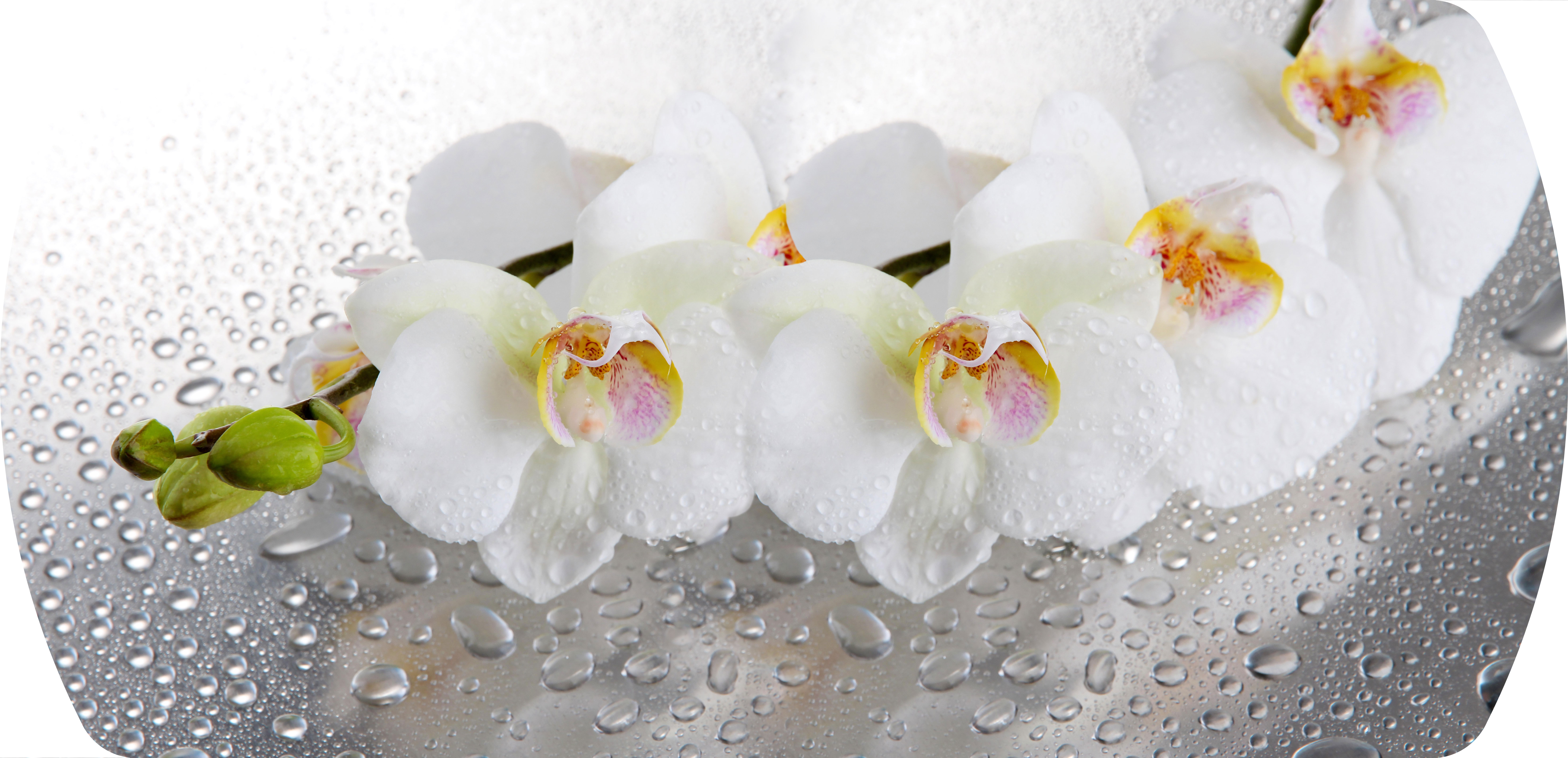 №4. Белая орхидея